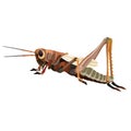 Natural locust brown color, isolated object on white background, vector illustration