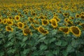 Natural looking field with sunflowers in colder shade of colors. Sun flower field in Hungary