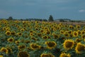 Natural looking field with sunflowers in colder shade of colors. Sun flower field in Hungary
