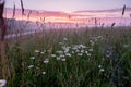 Natural looking landscape with sunrise above field with chamomiles