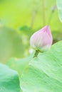 Natural Lotus flower on holy day , lotus or waterlilly green background Royalty Free Stock Photo