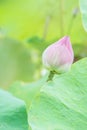 Natural Lotus flower on holy day , lotus or waterlilly green background