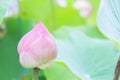 Natural Lotus flower on holy day , lotus or waterlilly Royalty Free Stock Photo