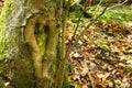 Natural love heart on a tree trunk Royalty Free Stock Photo