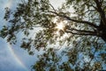 Natural, lovely and relaxing sky view. Sunbeams through the tree leaves. Small rainbow and blue sky with clouds.