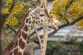 Natural lovely tall giraffe in green outdoor park.