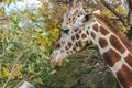 Natural lovely tall giraffe in green outdoor park.