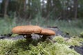 Closeup on an aggregation of emerging redbrown laughing gym or spectacular rustgill mushroom, Gymnopilus junonius