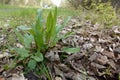 Low angle closeup on a freh emerging garden sorrel, or sour dock, Rumex acetosa, a wild vegetable Royalty Free Stock Photo