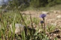 Low angle closeup on a Mediterranean common ball flower, Globularia bisnagarica