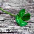 Natural lucky clover on gray wood