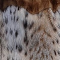 Natural lynx fur