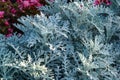 Natural macro background with silver leaves of Cineraria maritima (Jacobaea maritima) or Dusty miller Royalty Free Stock Photo