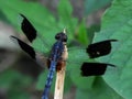 Natural macro dragonfly in cuba