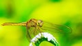 Natural macro dragonfly in the meadow nature yellow green backgound. Royalty Free Stock Photo
