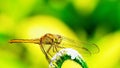 Natural macro dragonfly in the meadow nature yellow green backgound. Royalty Free Stock Photo