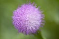 Natural macro floral background of Cheirolophus falcisectu