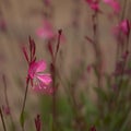 Natural macro floral background with flowering pink Oenothera lindheimeri