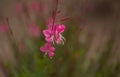 Natural macro floral background with flowering pink Oenothera lindheimeri