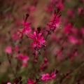 Natural macro floral background with flowering pink oenothera lindheimeri