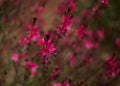 Natural macro floral background with flowering pink oenothera lindheimeri,