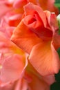 Natural macro floral background scarlet, crimson, rose closeup