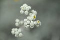 Natural macro floral background with silver leaves Jacobaea maritima Royalty Free Stock Photo