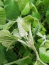 Natural macro Green leaf clean and close view Royalty Free Stock Photo