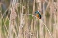 Male kingfisher alcedo atthis sitting on reed stalk Royalty Free Stock Photo