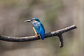 Male kingfisher bird alcedo atthis sitting on a perch