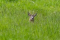 Male roe deer buck capreolus capreolus hidden in meadow Royalty Free Stock Photo