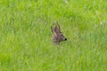 Male roe deer buck capreolus capreolus lying in meadow Royalty Free Stock Photo