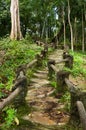 Natural man made wood and soil steps in jungle