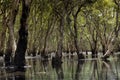 natural mangrove forest in wetland swamp of rayong province eastern thailand Royalty Free Stock Photo