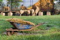 Natural manure Royalty Free Stock Photo