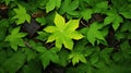 natural maple isolated green small