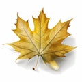 Natural maple leaf isolated on white background