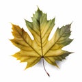 Natural maple leaf isolated on white background