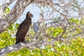 Martial eagle polemaetus bellicosus sitting on tree Royalty Free Stock Photo