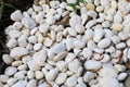 Natural materials garden flower part.Background and texture of white pebbles and green plants at the bottom, grass, bushes.