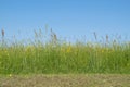 Natural meadow front view