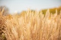 A natural meadow of soft long grasses turning yellow as autumn approaches. A stormy sky on the horizon split the image into warm Royalty Free Stock Photo