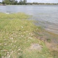 Natural meadow and water in ancient tank at Anuradhapura sri Lanka Royalty Free Stock Photo