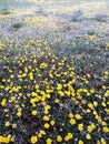 Natural meadow of wild flowers Royalty Free Stock Photo