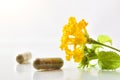 Natural medicine capsules and plant with flowers close up Royalty Free Stock Photo