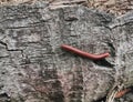 Natural Millipede red in tree Royalty Free Stock Photo