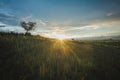 Natural minimalist backlit landscape where you can see plants, grass, 2