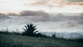 Natural minimalist landscape where grass, an agave on the hill and a cloudy sky are appreciated.