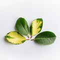 The natural minimalist pattern of green holly leaves with copy space for text, flat lay. Square picture for social media