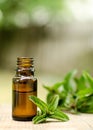 Natural Mint Essential Oil in a Glass Bottle Royalty Free Stock Photo